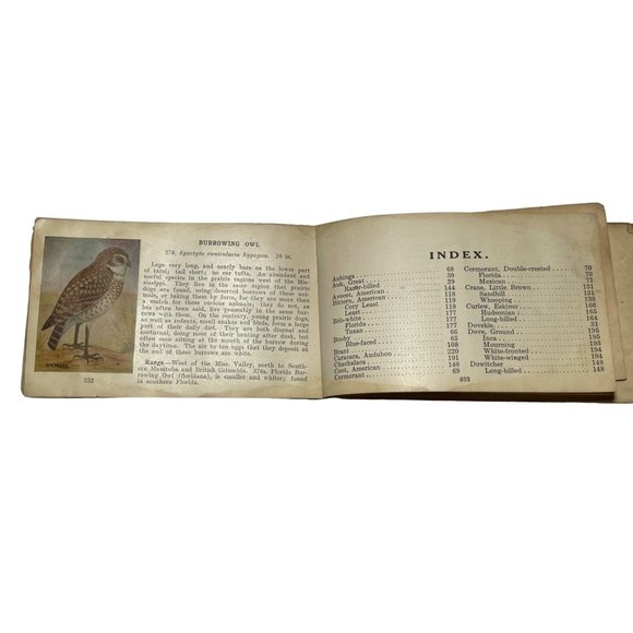 Vintage Antique 1921 Bird Guide Book Water Game and Birds of Prey Chester Reed - Picture 5 of 10